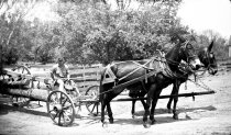 Mule team and driver
